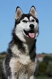 SIBERIAN HUSKY 684